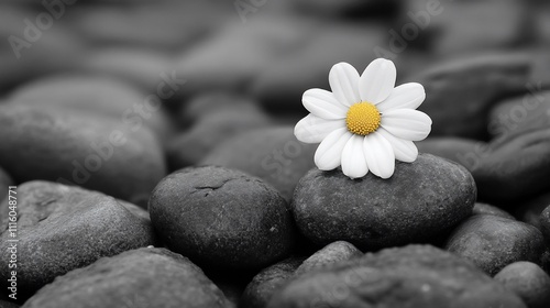 Single white daisy on dark stones.