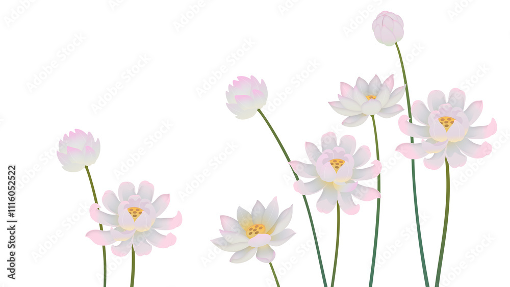 Obraz premium Lotus flower oriental painting linework illustration transparent background