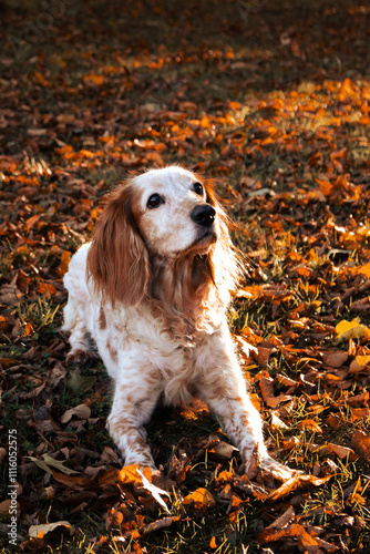 Ein braun-weißer Cockerspaniel-Mix liegt auf einem mit orangefarbenem Herbstlaub bedeckten Boden. Die goldene Lichtstimmung eines Sonnenuntergangs verleiht dem Bild eine warme und atmosphärische Wirku photo