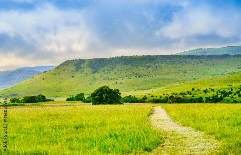 Obraz premium Lush grassland and rolling hills landscape of Wakkerstroom village under an overcast sky, Mpumalanga, South Africa