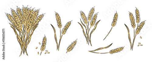 Hand drawn set of wheat plants at various growth stages, including seed heads and stalks. vector illustration