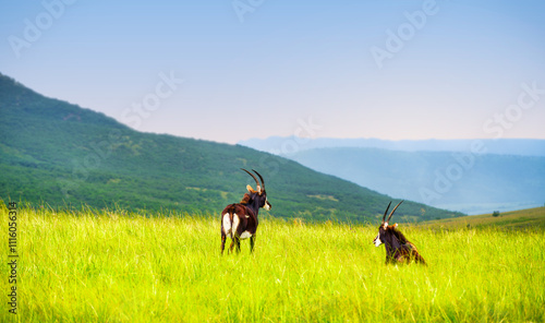 Lush grassland with a sable antelope and blurred hills and mountains of Wakkerstroom, Mpumalanga, South Africa