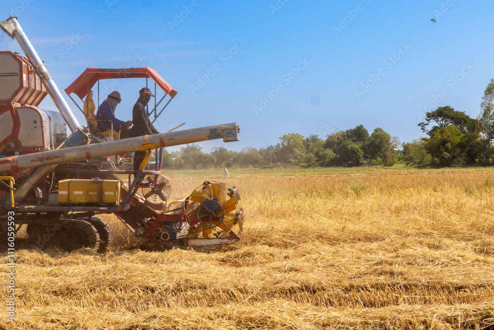 Fototapeta premium Harvest machine in golden Rice field 