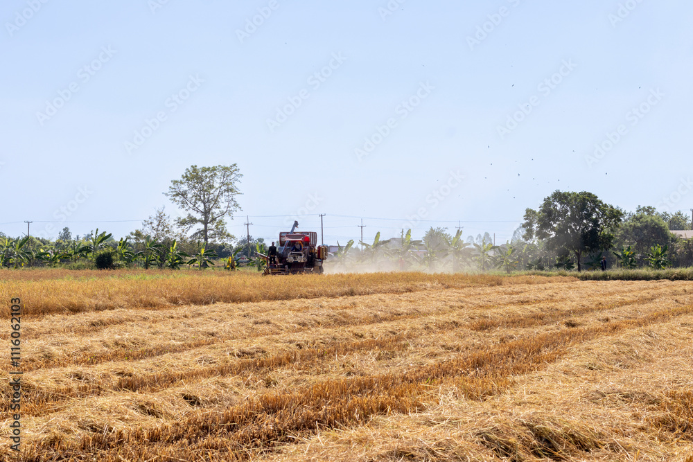 Fototapeta premium Harvest machine in golden Rice field 