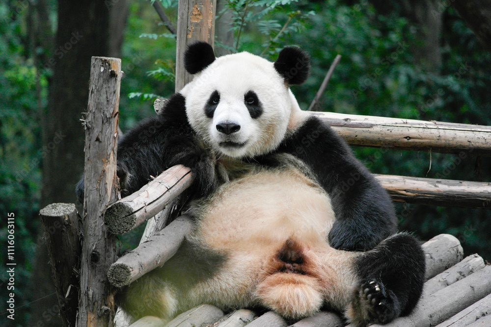 Fototapeta premium giant panda eating bamboo