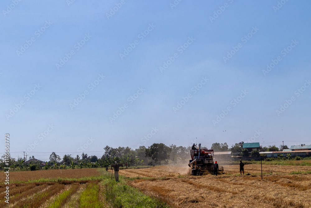 Fototapeta premium Harvest machine in golden Rice field 