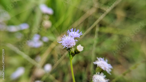 Macro and close up photos of the Bandotan plant or Ageratum Conyzoides. Selective focus photo