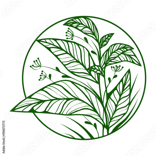 Grawing plant with leaves in the circle
