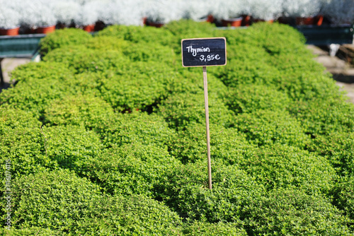 Green thyme during summer season photo