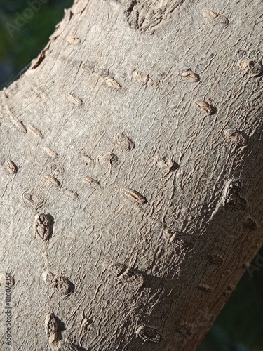 trees with horizontal lenticels on bark or lenticels on bark or lenticels on setm	 photo