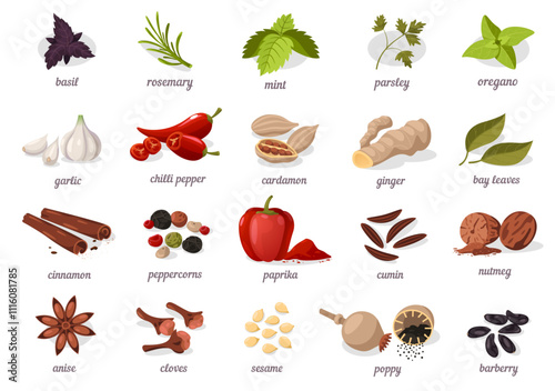 Herbs and spices collection. Basil, garlic and chili, cinnamon and more ingredients for cooking food. Fresh leaves and dried seeds. Flat vector illustration.