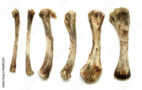 animal bones on white background photo