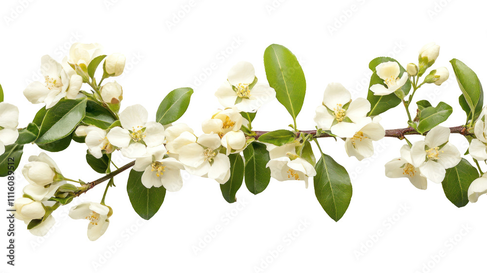 Obraz premium A delicate branch adorned with white flowers and green leaves, showcasing nature's beauty and freshness.