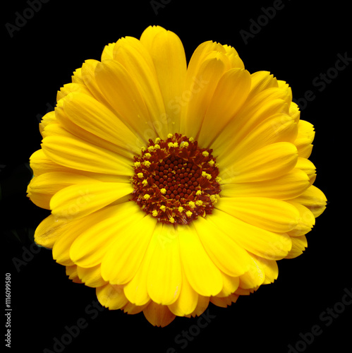 yellow marigold flowers on a black background photo