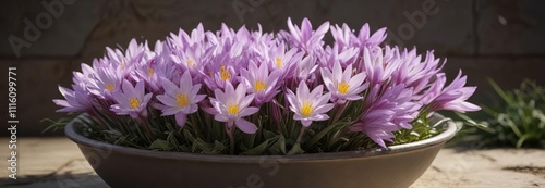 Large Bowl-Shaped Flowers of Colchicum bivonae, flora, fauna photo