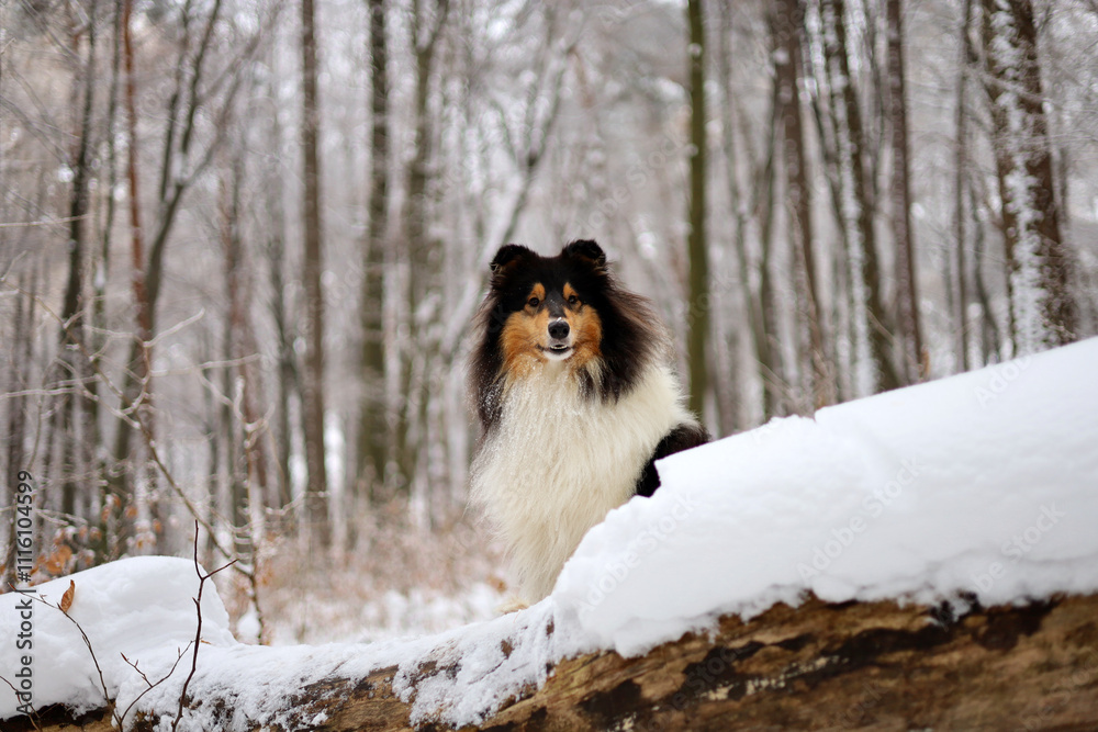 Fototapeta premium Majestic rough collie dog posing in the snowy forest