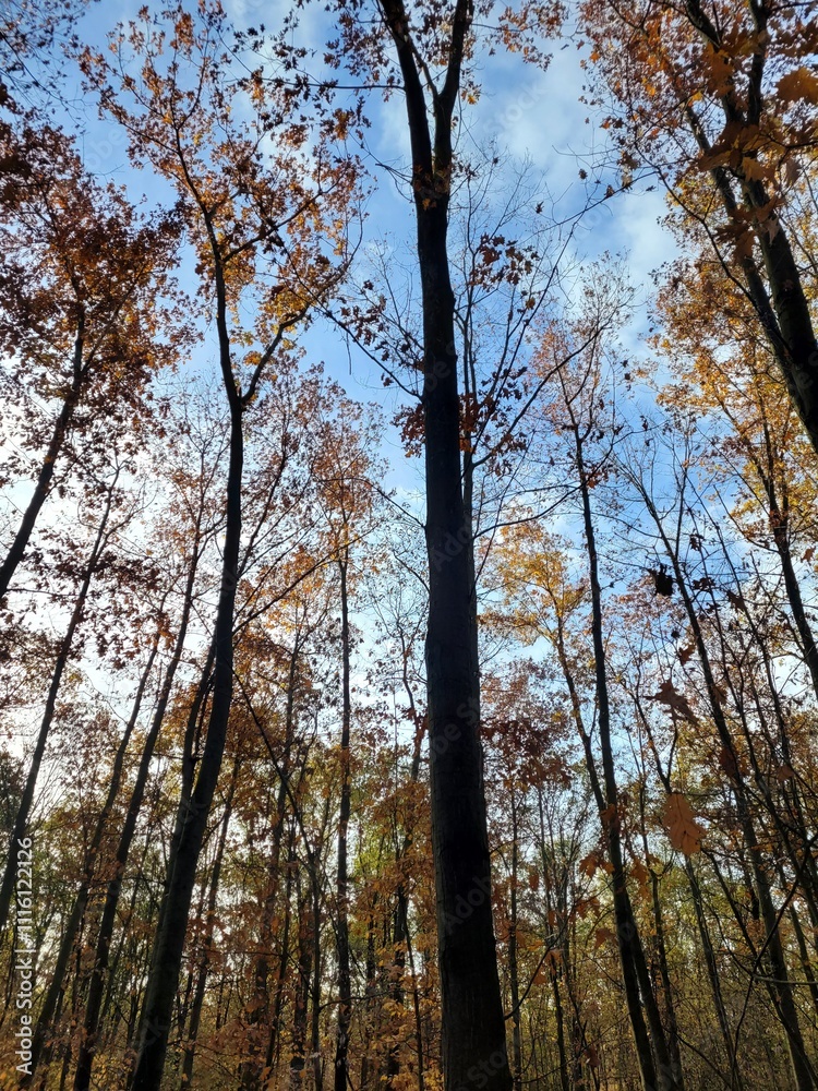 Fototapeta premium trees in the autumn