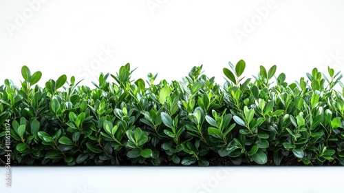Wallpaper Mural Lush green hedge isolated on white background for garden landscape design and nature themed concepts Torontodigital.ca