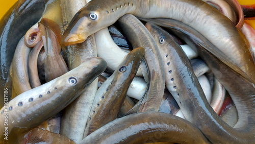 Fresh river lampreys in a yellow plastic bucket. Latvian lampreys have just been caught photo