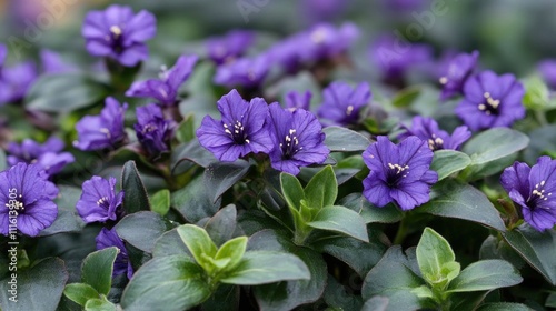 Tradescantia Nanouk vibrant small purple flowers surrounded by lush green foliage close up photography for botanical enthusiasts. photo