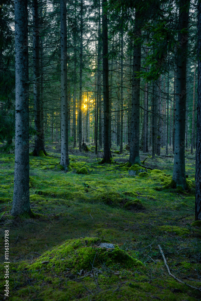 Fototapeta premium Green forest with sun light in hte background