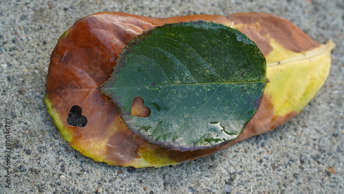 Seasonal fall and spring leaves with heart shapes photo