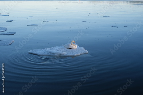 Fototapeta Naklejka Na Ścianę i Meble -  Swan in Helsinki