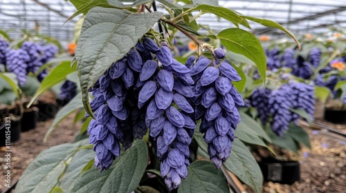 Blooms of Den anosmum plant showcasing hanging clusters of light purple petals against lush green foliage in a greenhouse setting photo