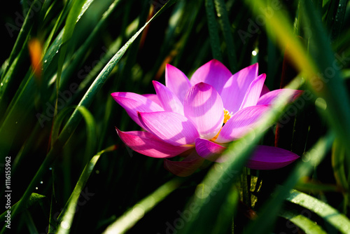 Oriental beauty: Pink lotus blooming in sunlight with green leaf