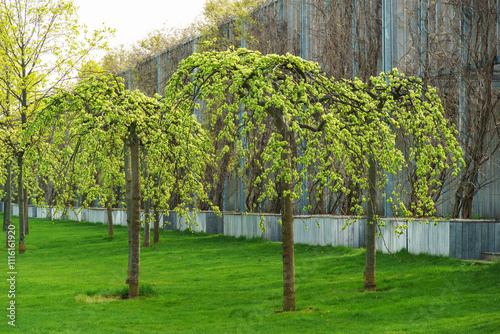 Spring blossom of Ulmus glabra Pendula or weeping elm in City park Krasnodar or Galitsky Park. Nature awakening spring theme with copy space photo