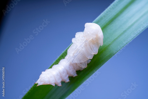 ground beetle pupa in the wild state photo