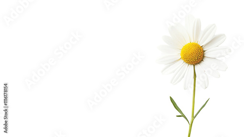 Wallpaper Mural A simple daisy flower with a vibrant white petal and yellow center, symbolizing beauty and nature. Torontodigital.ca