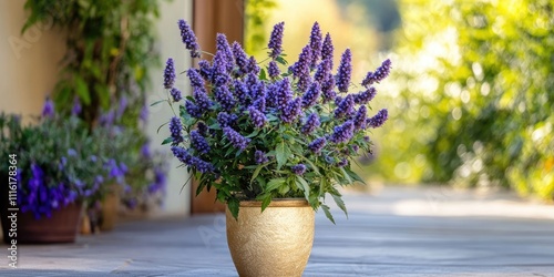 A plant known for its psychoactive properties, featuring vibrant purple blooms, is housed within a striking golden pot, adding to its appeal and uniqueness. photo