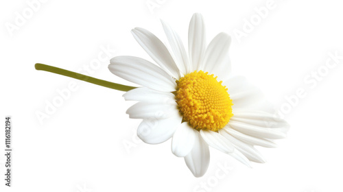 A single white daisy with a yellow center, resting on a green stem, symbolizing beauty and simplicity in nature.
