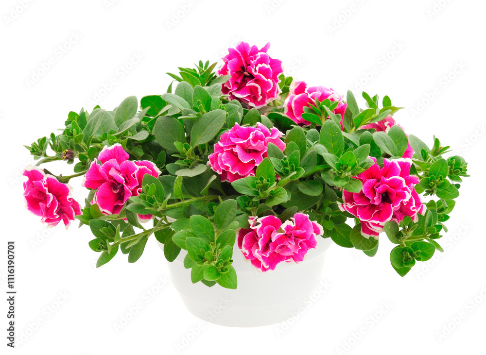 Obraz premium Bouquet of flowers petunia in a pot.