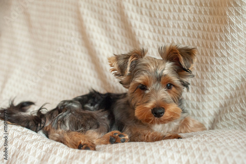 A Yorkie’s Cozy Life. Discover the charming life of this adorable Yorkshire Terrier as it lounges in a warm, sunlit apartment, patiently watching the world go by. photo