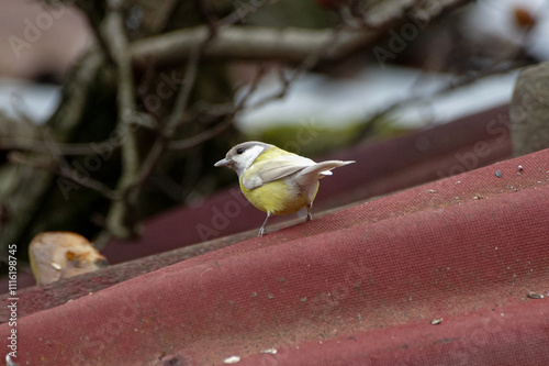 Great tit with leucism photo