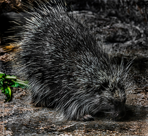 North american porcupine on the ground  photo