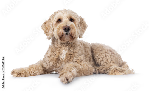 Senior Labradoodle dog, laying down side ways. Looking towards camera with gentle brwon eyes. Isolated on a white background. photo