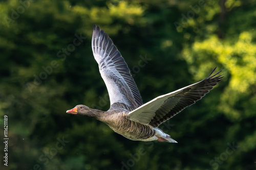 The flying greylag goose, Anser anser is a species of large goose