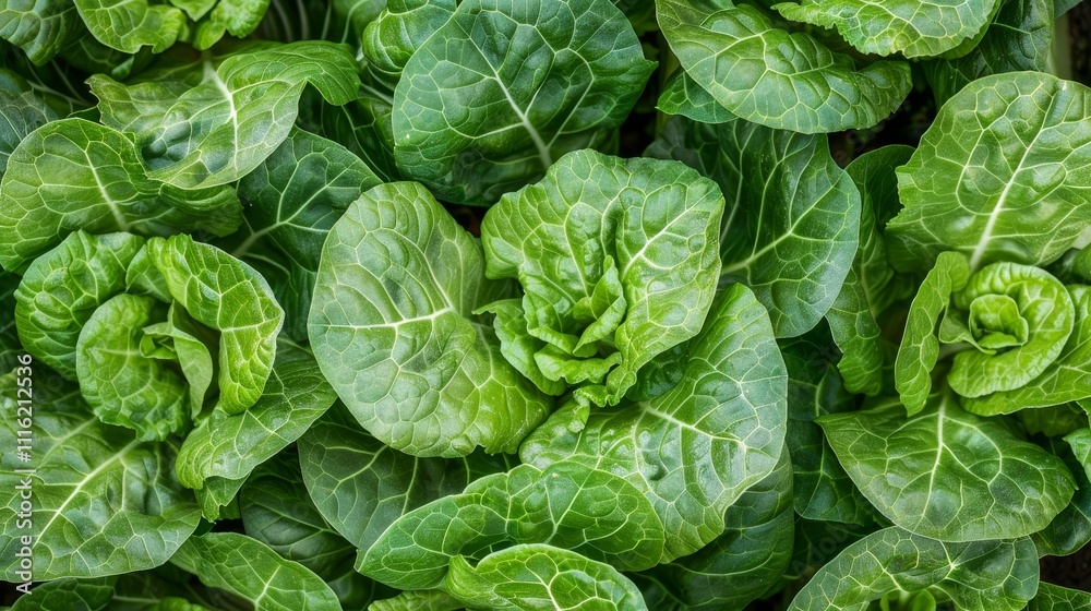 Close-up of Lush Green Lettuce Close-up of Lush Green Lettuce