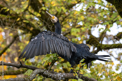 The great cormorant, Phalacrocorax carbo sitting on a branch