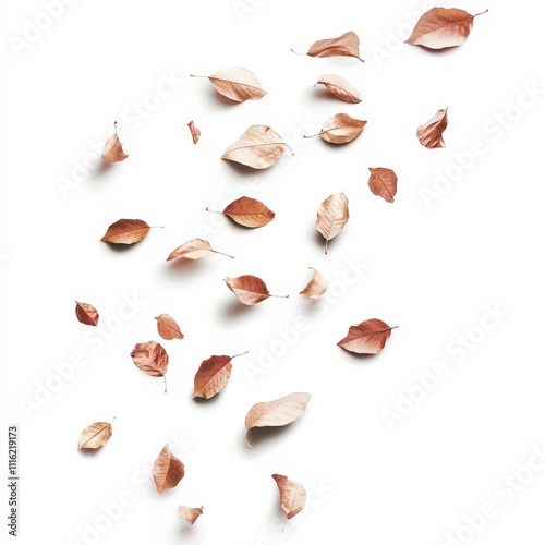 A white background with a bunch of brown leaves scattered all over it photo