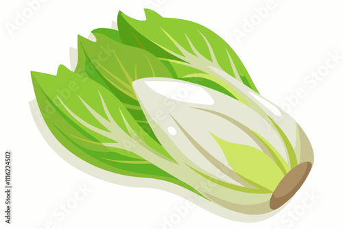 Endive Vegetables flat vector illustration on white background