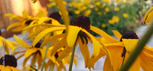 rudbekie photo