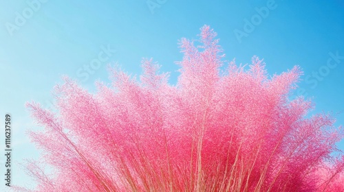 Ethereal Beauty: Blooming Pink Muhly Grass Basking in Clear Skies - Aesthetic, Dreamy Nature Composition