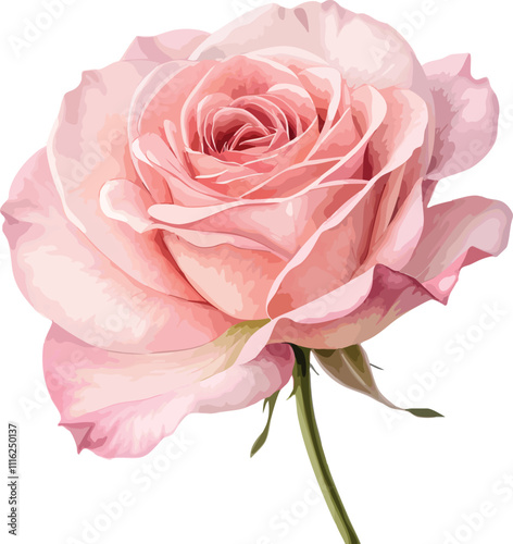 A beautiful watercolor illustration of a single rose in shades of pink and red, with a delicate stem and subtle details.