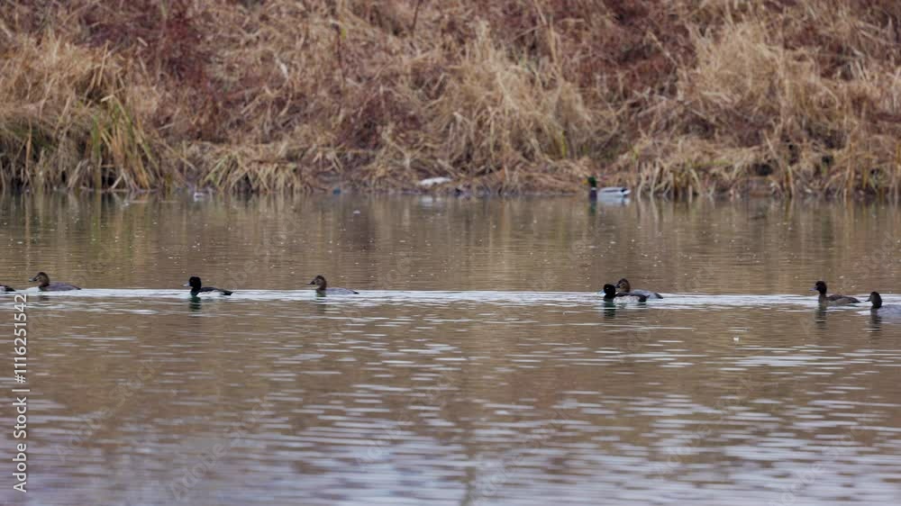 group of wild ducks swimming on a river group of wild ducks swimming on a river