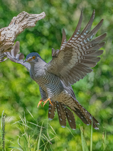 Cuculo (Cuculus canorus) photo