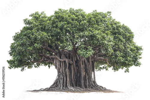 An ancient banyan tree with thick aerial roots and a broad canopy, creating a unique silhouette against a bright white background.